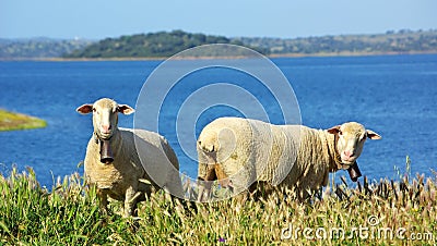 Sheep graze . Stock Photo