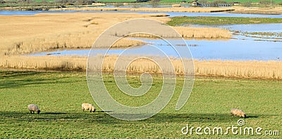 Sheep graze on a farmland Stock Photo