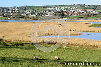 Sheep graze on a farmland Stock Photo