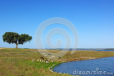 Sheep graze in field. Stock Photo