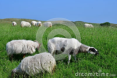 The sheep graze grass in Holland Stock Photo