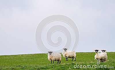 Sheep graze in a grassy field in Scotland Stock Photo