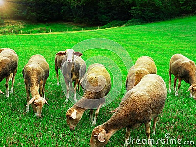 Sheep graze on the green grass at sunset. Stock Photo