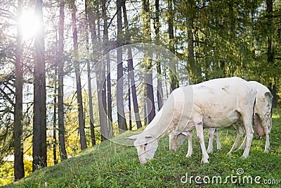 Sheep graze at hill with forest in back Stock Photo