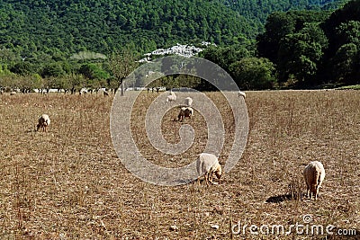 Sheep graze in a meadow among high dry grass Stock Photo