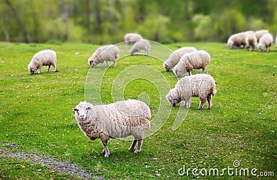 Sheep graze Stock Photo