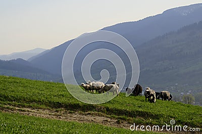 Sheep graze in the mountains near the quiet village Stock Photo