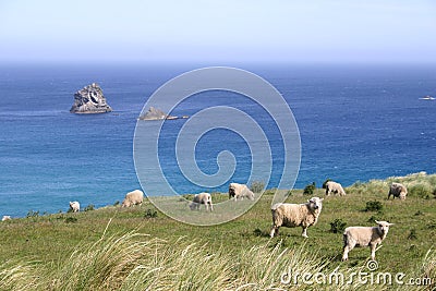 Sheep graze on pasture on the cliff, South Island, New Zealand Stock Photo