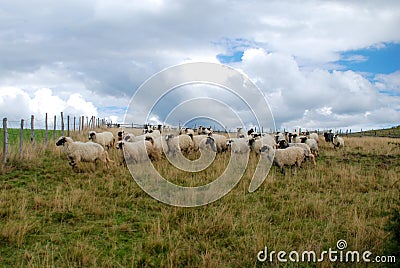Sheep graze the pastures in autumn. Herd of sheep and lambs in mountains searching for food. Group of domestic sheep on meadow eat Stock Photo