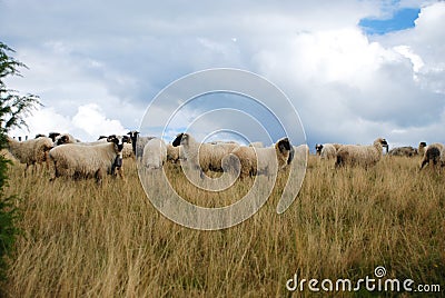 Sheep graze the pastures in autumn. Herd of sheep and lambs running on mountains. Group of domestic sheep on meadow eating green g Stock Photo
