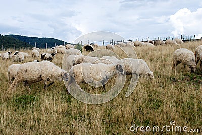 Sheep graze the pastures in autumn. Herd of sheep and lambs in mountains searching for food. Group of domestic sheep on meadow eat Stock Photo