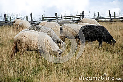 Sheep graze the pastures in autumn. Herd of sheep and lambs in mountains searching for food. Group of domestic sheep on meadow eat Stock Photo