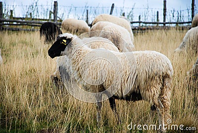 Sheep graze the pastures in autumn. Herd of sheep and lambs running on mountains. Group of domestic sheep on meadow eating green g Stock Photo