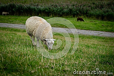 Sheep on the green grass river bank at the north of Germany Stock Photo