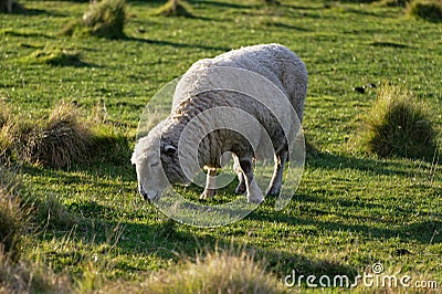 A sheep grazes in a peaceful rural scene Stock Photo