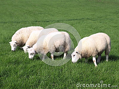 Sheep Grazing Stock Photo