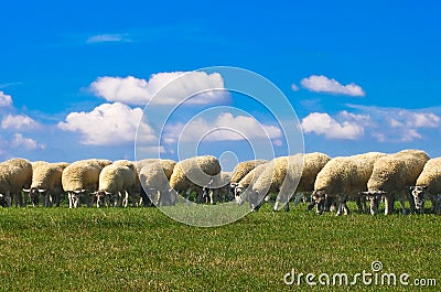 Sheep grazing Stock Photo