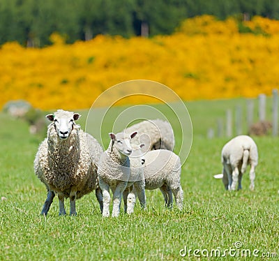 Sheep Grazing Stock Photo