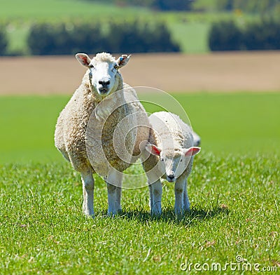 Sheep Grazing Stock Photo