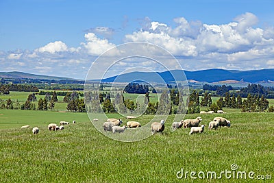 Sheep Grazing Stock Photo