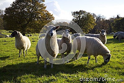 Sheep Grazing Stock Photo