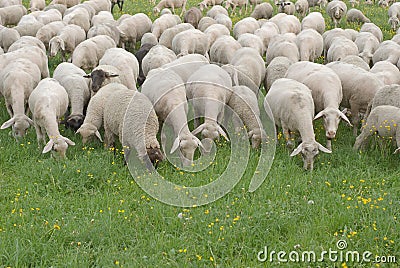 Sheep Grazing Stock Photo