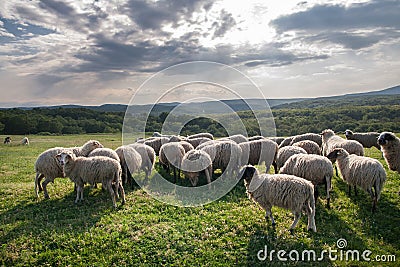 Sheep grazing on beautiful mountain meadow Stock Photo