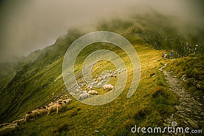 Sheep grazing in Carpathian mountains Editorial Stock Photo