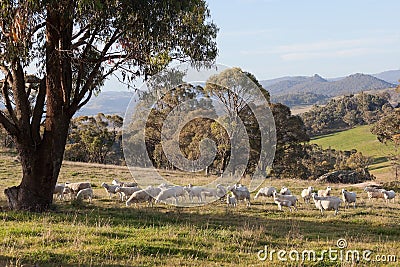 Sheep grazing in farm near Oberon. NSW. Australia. Stock Photo