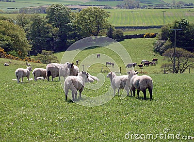 Sheep grazing in field Stock Photo