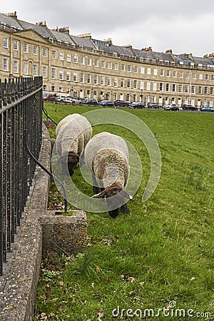 Sheep grazing in the historic World Heritage city of Bath in Somerset Stock Photo