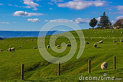 Sheep Grazing in a Field in Matamata, New Zealand Stock Photo