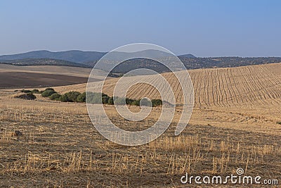 Sheep grazing fields and cereal cultivation Stock Photo