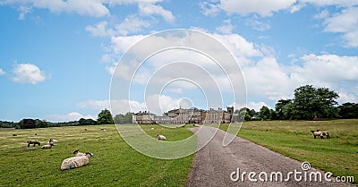 Sheep grazing in front of the North front of Kedleston Hall, Derbyshire, UK Editorial Stock Photo