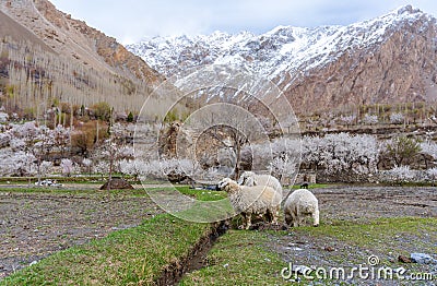 Sheep grazing grass in countryside landscape in northern rural area in Pakistan, in spring season Stock Photo