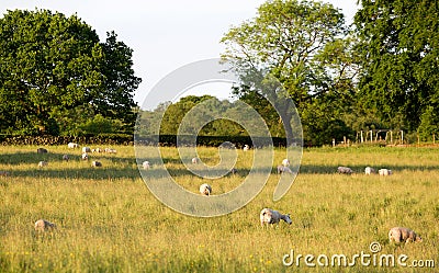 Sheep grazing in a grass field Stock Photo