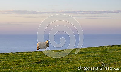 Sheep grazing on green grass at sunset Stock Photo