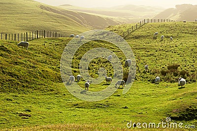 Sheep grazing a green pasture at sunset Stock Photo