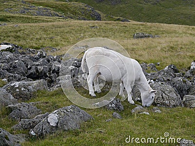 Sheep grazing among heavy rocks Stock Photo