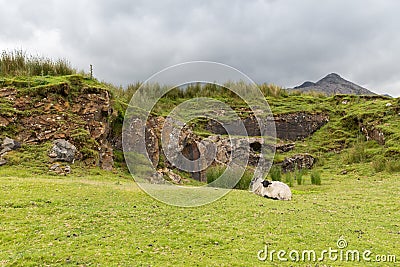Sheep grazing on hills of connemara in ireland Stock Photo