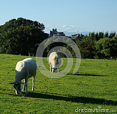 Sheep grazing, Lancaster Castle & Priory, UK Stock Photo