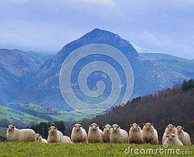 Sheep grazing in a meadow with Mount Txindoki in the background, Gipuzkoa, Euskadi Stock Photo