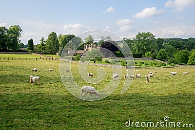 Sheep grazing near in the cotswolds, England Editorial Stock Photo