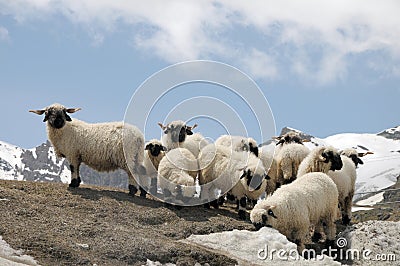 Sheep grazing near Schwarzsee Stock Photo