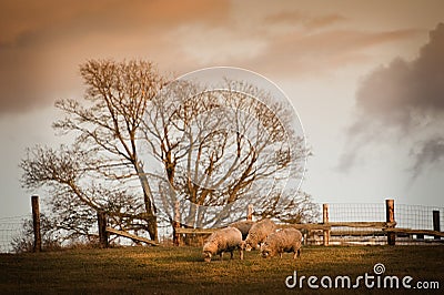 Sheep grazing in a Pasture Stock Photo