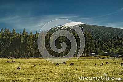 Sheep grazing Stock Photo