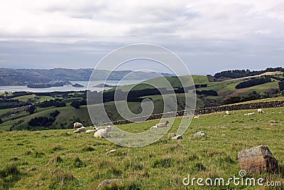 Sheep grazing on the road to Larnach Castle in Dunedin New Zeal Stock Photo