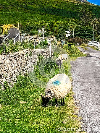 Sheep grazing by the roadside, Achill Island Stock Photo
