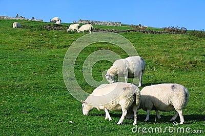 Sheep grazing at Ruins of Housesteads Roman Fort, Vercovicium, English Heritage Site along Hadrian`s Wall, Northumberland Stock Photo