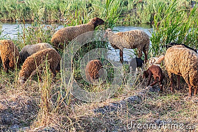 Sheep grazing in rural area of the Nile River delta Stock Photo